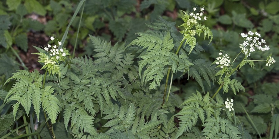 Chaerophyllum aureum