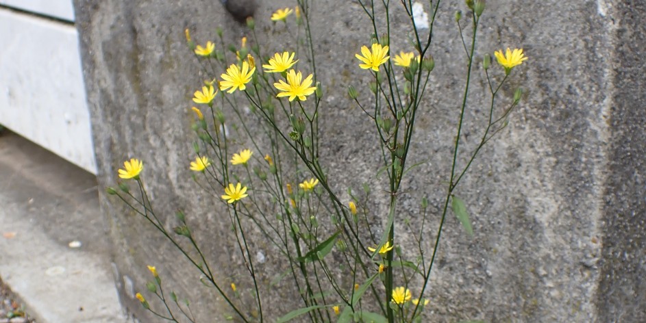 Lapsana communis