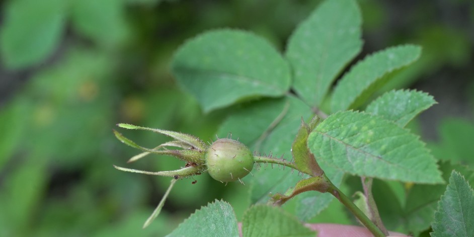 Rosa villosa