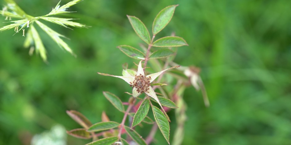 Rosa elliptica