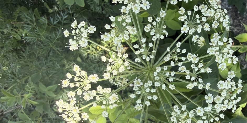 Peucedanum austriacum