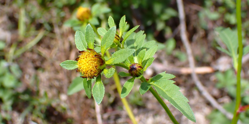 Bidens tripartita