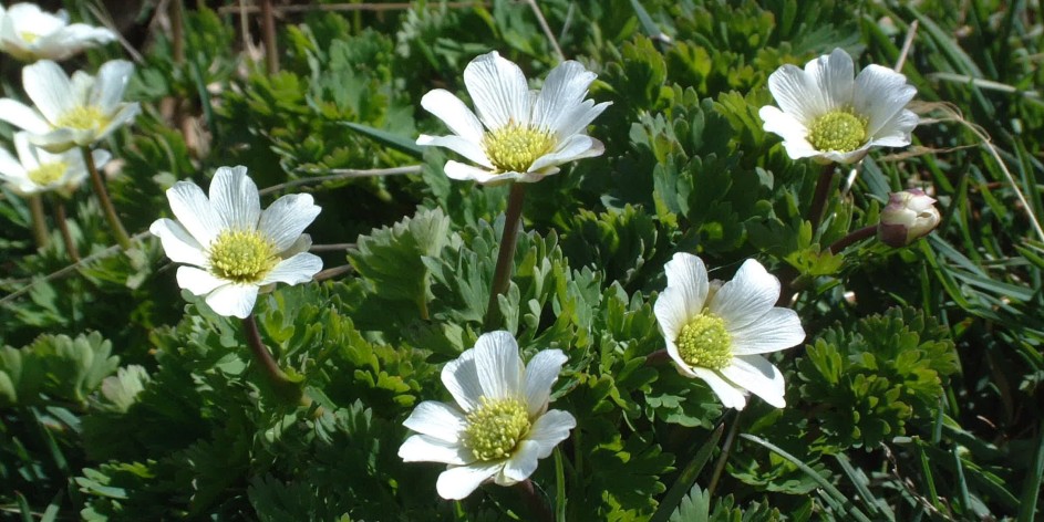 Callianthemum coriandrifolium