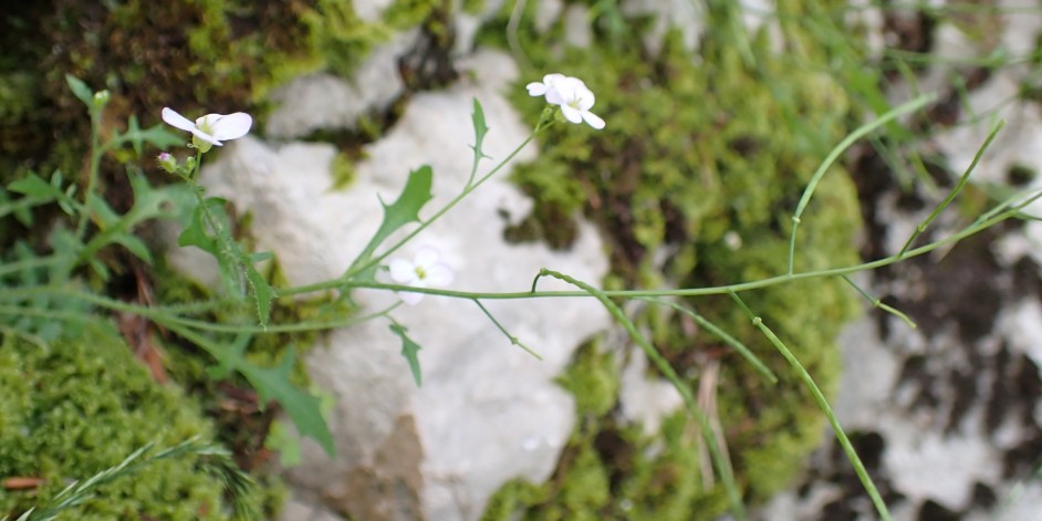 Cardaminopsis arenosa