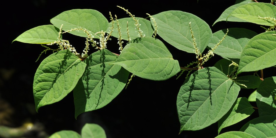Reynoutria japonica aggr.