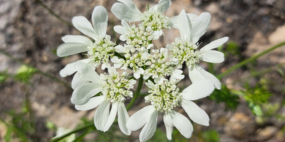 Orlaya grandiflora