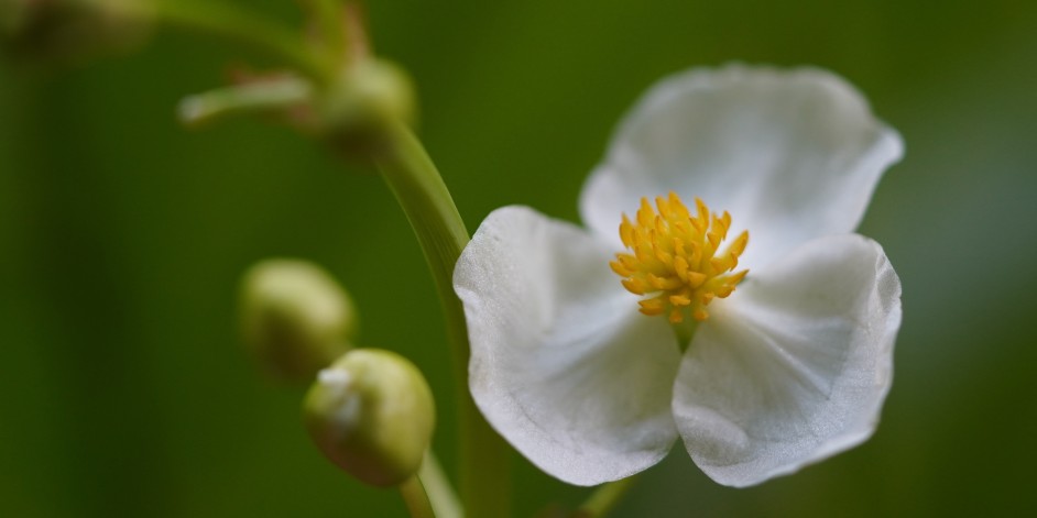 Sagittaria latifolia