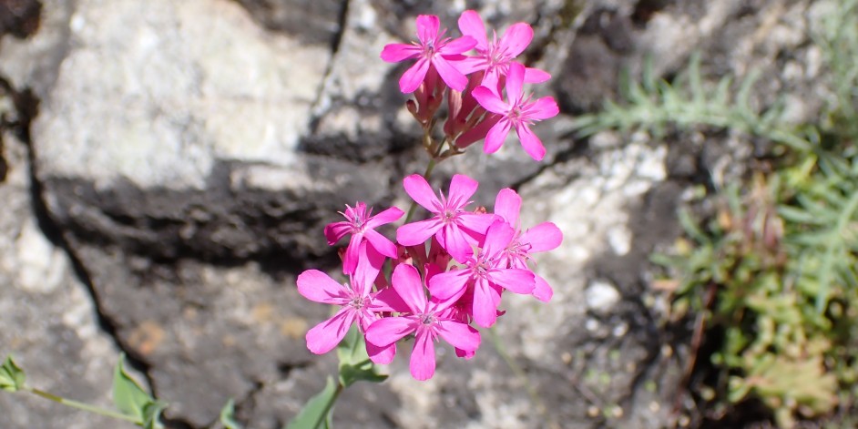 Silene armeria