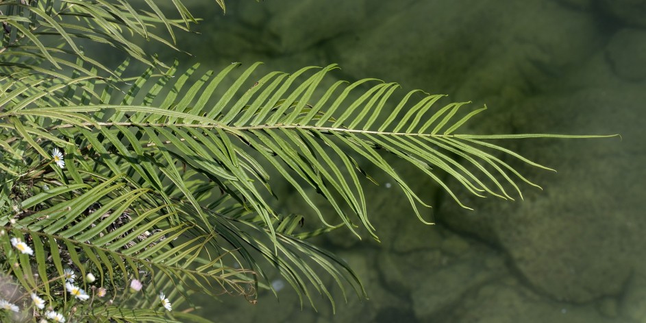 Pteris vittata