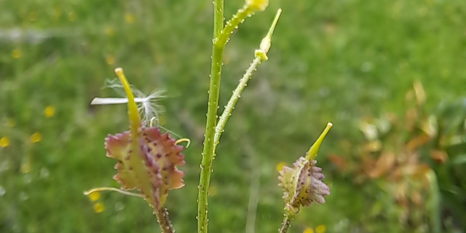 Bunias erucago
