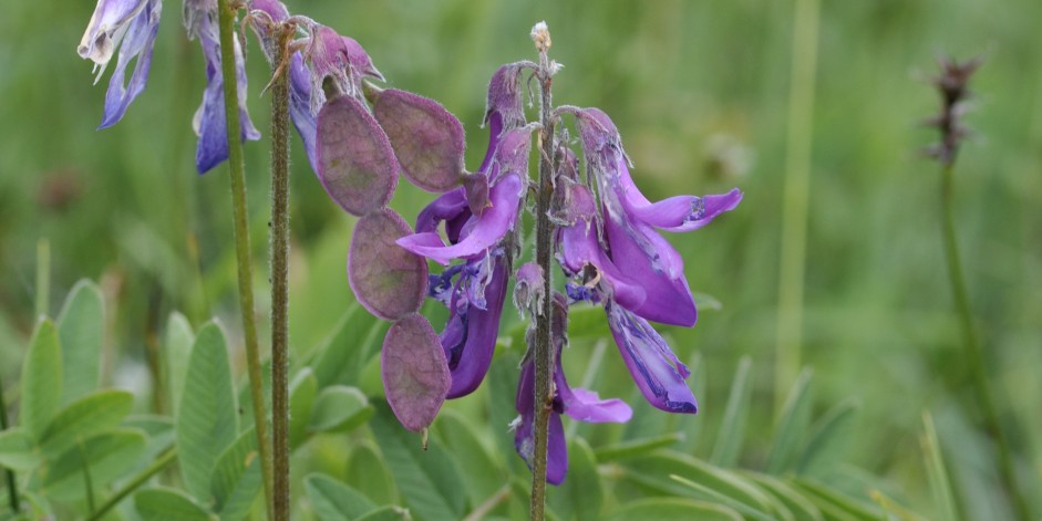 Hedysarum hedysaroides