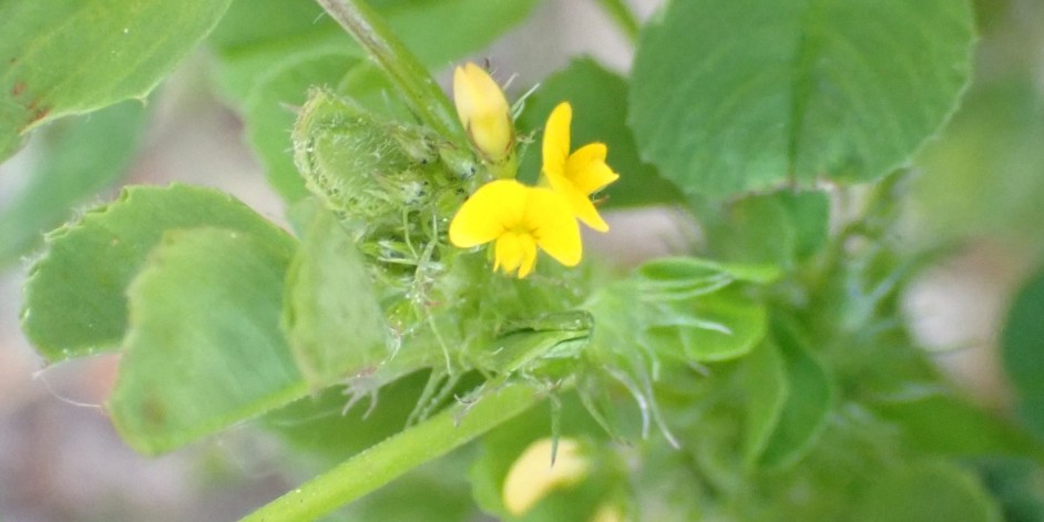 Medicago polymorpha