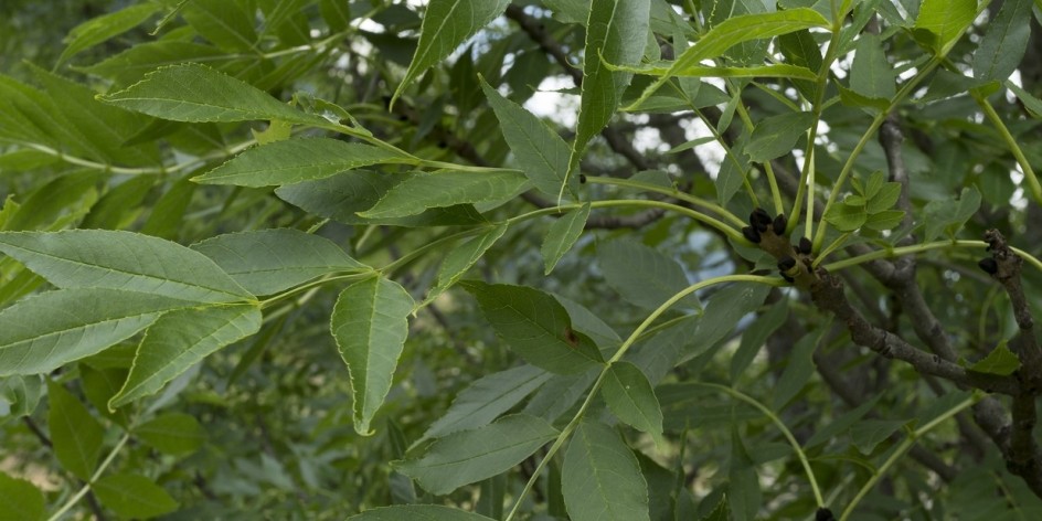 Fraxinus excelsior