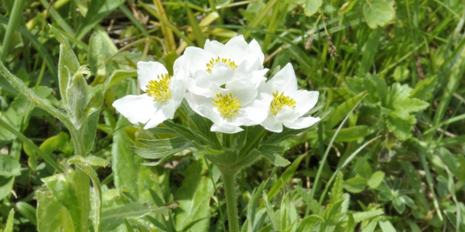 Anemone narcissiflora