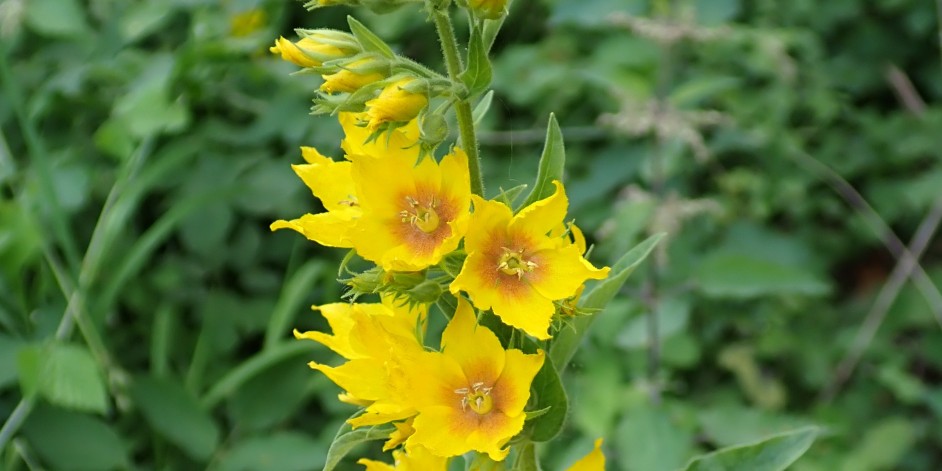 Lysimachia punctata