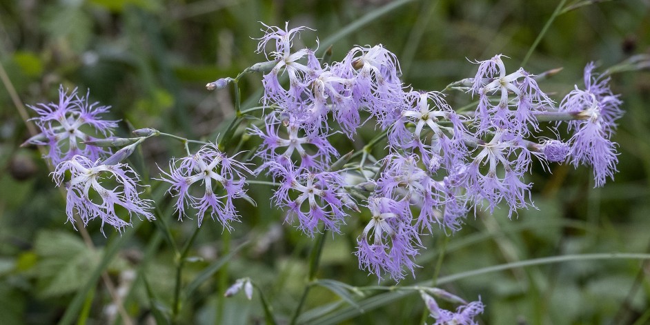 Dianthus superbus