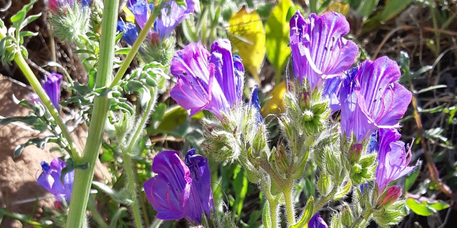 Echium plantagineum
