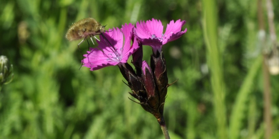 Dianthus carthusianorum