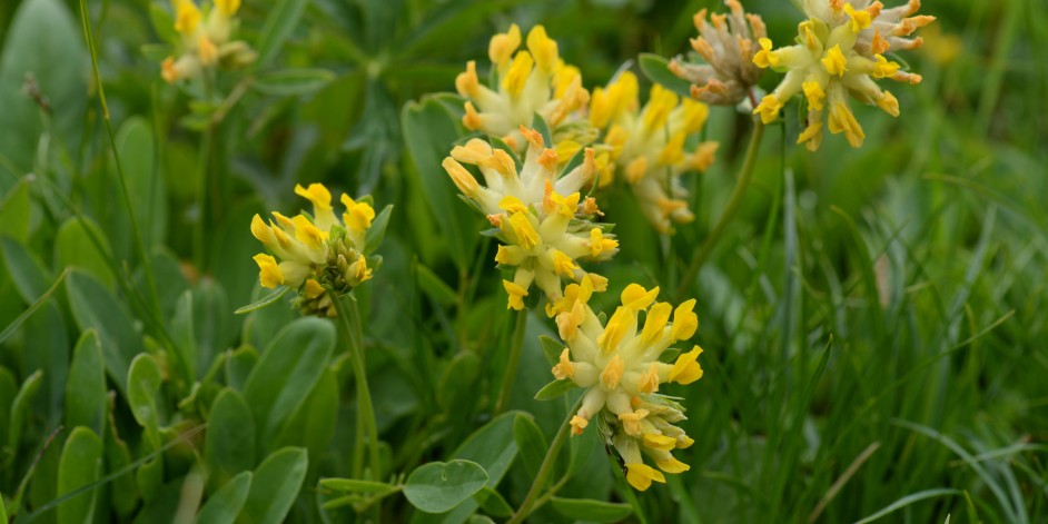 Anthyllis vulneraria
