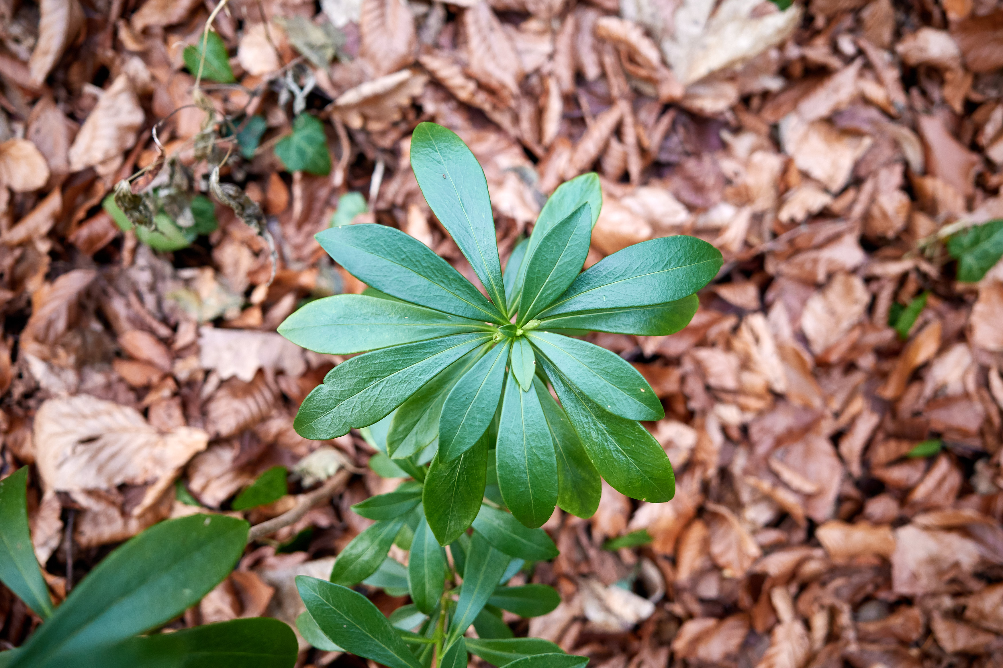 Daphne laureola Open Flora