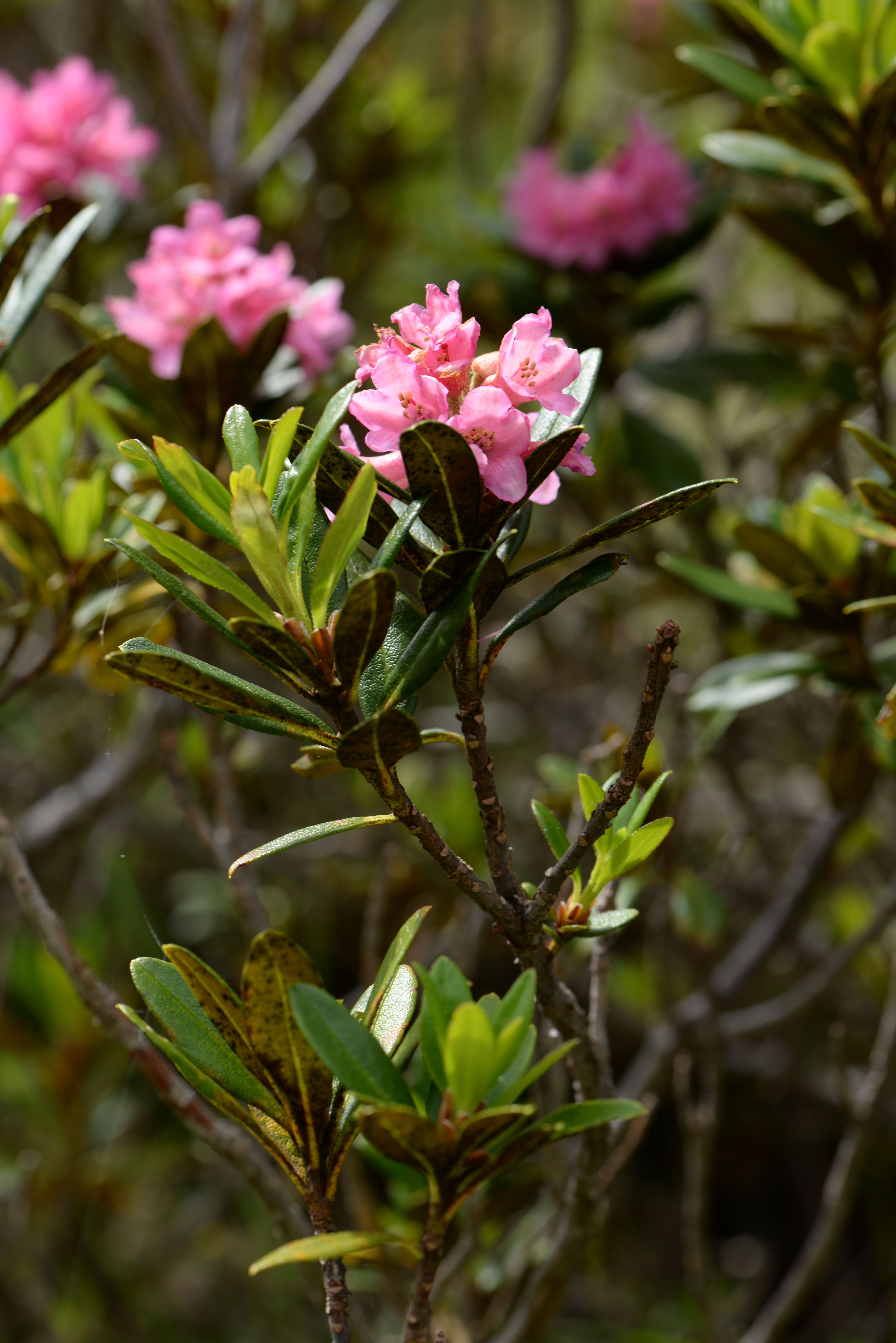 Rhododendron ferrugineum - Open Flora